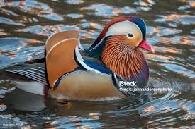 Attēlu rezultāti vaicājumam “Aix galericulata”