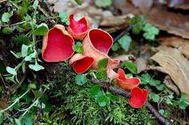 Attēlu rezultāti vaicājumam “Sarcoscypha austriaca”