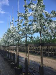 Attēlu rezultāti vaicājumam “Malus x zumi”