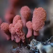 Attēlu rezultāti vaicājumam “Arcyria denudata macro”