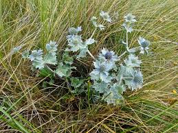Attēlu rezultāti vaicājumam “Eryngium maritimum”