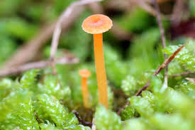 Attēlu rezultāti vaicājumam “Collybia acervata”