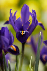 Attēlu rezultāti vaicājumam “Iris reticulata”