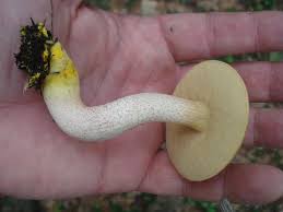 Attēlu rezultāti vaicājumam “Hygroamblystegium humile sporophyte”