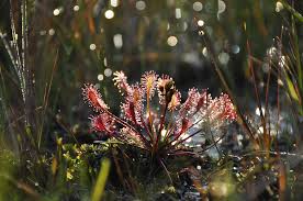 Attēlu rezultāti vaicājumam “Drosera anglica”