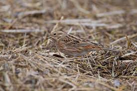 Image result for Emberiza leucocephalos