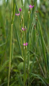 Attēlu rezultāti vaicājumam “Centaurium littorale”