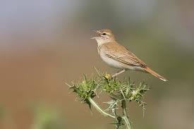 Image result for Cercotrichas galactotes