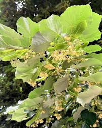 Attēlu rezultāti vaicājumam “Tilia tomentosa”