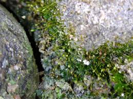 Attēlu rezultāti vaicājumam “Seligeria donniana sporophyte”