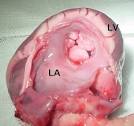 Mitral Valve Disease and the Cavalier King Charles Spaniel