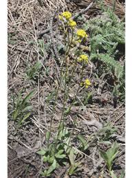 Attēlu rezultāti vaicājumam “Draba nemorosa fruit”