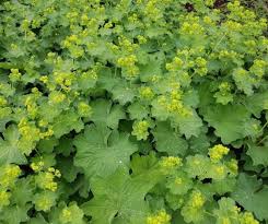 Image result for Alchemilla vulgaris