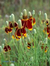Image result for Ratibida columnifera