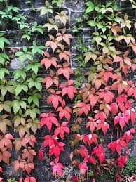 Attēlu rezultāti vaicājumam “Parthenocissus quinquefolia”