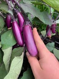 Afbeeldingsresultaat voor slim jim eggplant