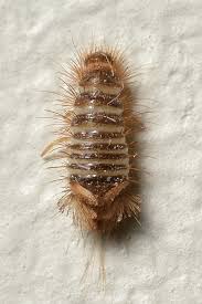 Attēlu rezultāti vaicājumam “Anthrenus sp.”