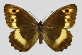 Attēlu rezultāti vaicājumam “Hipparchia alcyone”