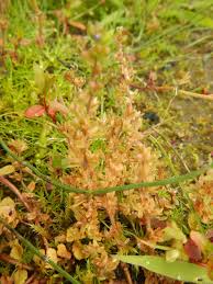 Attēlu rezultāti vaicājumam “Veronica scutellata fruit”