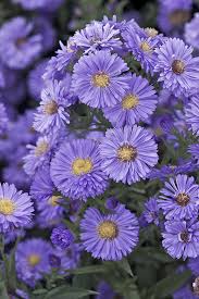 Image result for Aster novi-belgii