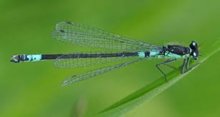 Attēlu rezultāti vaicājumam “Coenagrion armatum”