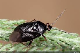 Attēlu rezultāti vaicājumam “Gulielmina vermicularis macro”