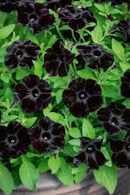 Image result for Petunia