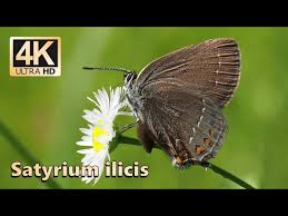 Attēlu rezultāti vaicājumam “Satyrium ilicis”