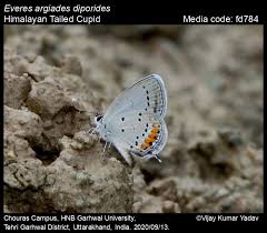 Attēlu rezultāti vaicājumam “Everes argiades”