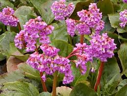 Image result for Bergenie