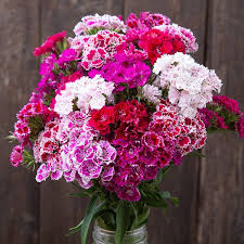 Image result for Dianthus