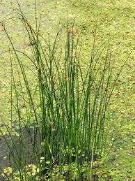 Attēlu rezultāti vaicājumam “Schoenoplectus lacustris subsp. glaucus”