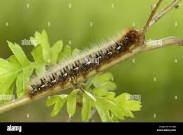 Attēlu rezultāti vaicājumam “Lasiocampa quercus larva”