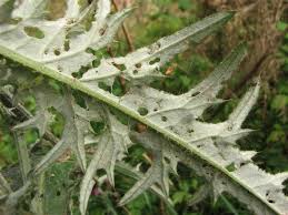 Attēlu rezultāti vaicājumam “Cirsium palustre leaf”
