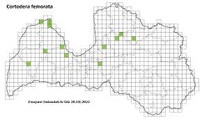 Attēlu rezultāti vaicājumam “Cortodera femorata”