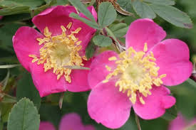 Attēlu rezultāti vaicājumam “Rosa majalis”