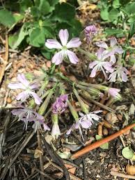 Attēlu rezultāti vaicājumam “Silene tatarica flower”