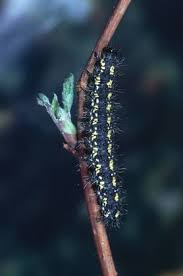 Attēlu rezultāti vaicājumam “Callimorpha dominula imago”