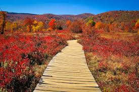 Bildergebnis für Fall…