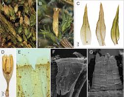 Attēlu rezultāti vaicājumam “Orthotrichum speciosum sporophyte”