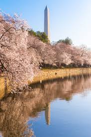 Image result for "cherry blossom" washington