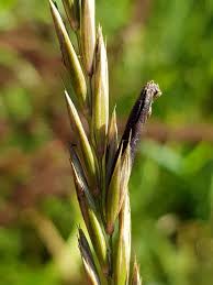 Attēlu rezultāti vaicājumam “Symphytocarpus flaccidus sessile”