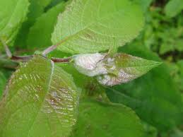 Attēlu rezultāti vaicājumam “Rabdophaga salicis”