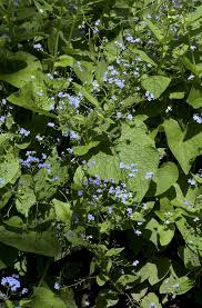 Attēlu rezultāti vaicājumam “Brunnera macrophylla”