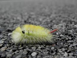 Attēlu rezultāti vaicājumam “Calliteara pudibunda”