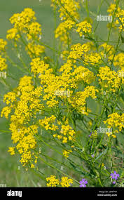 Attēlu rezultāti vaicājumam “Bunias orientalis bud”