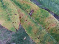 Attēlu rezultāti vaicājumam “Coleosporium sp.”