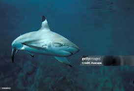Image result for Carcharhinus limbatus