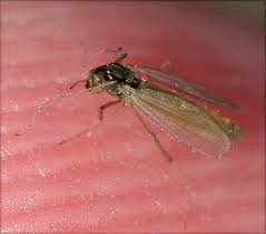 Attēlu rezultāti vaicājumam “Tanytarsus”