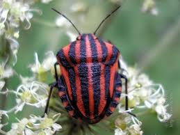 Attēlu rezultāti vaicājumam “Graphosoma lineatum”
